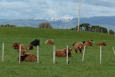 Highland cattle enjoying sun