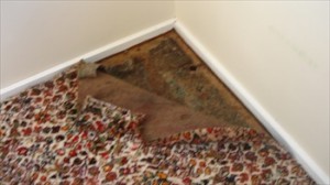 Carpet damage