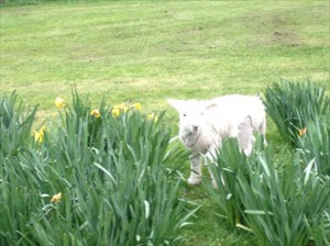 lamb in Daffodils Resize