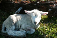 Lambing and Calving Season